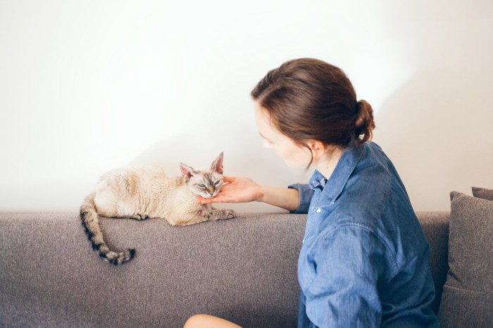 猫を撫でている女性