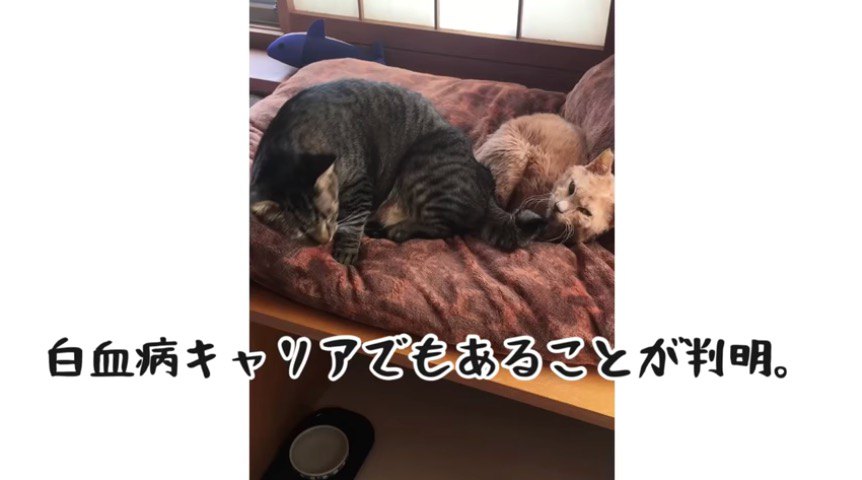 ダブルキャリア