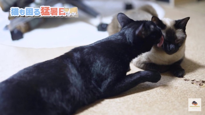 シャム猫の顔を舐める黒猫