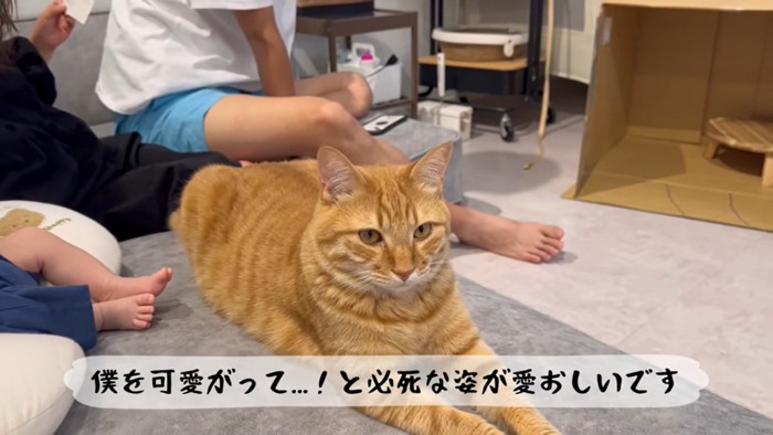 とらまる「僕が一番だったのに…」