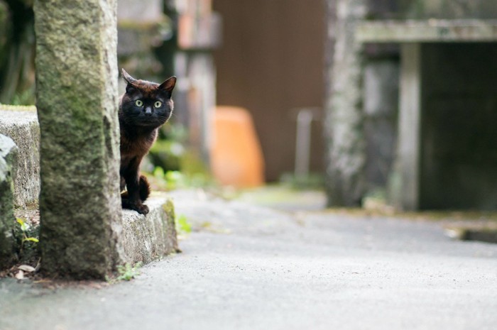 偵察中の猫