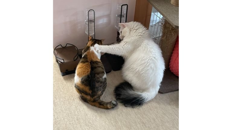 ご飯を食べている猫
