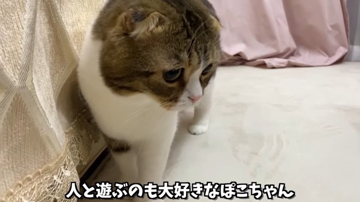 立っている猫