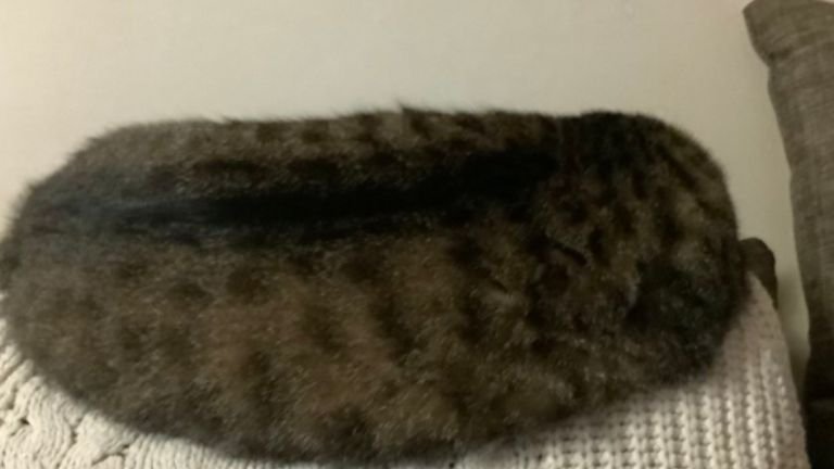 寝ている猫