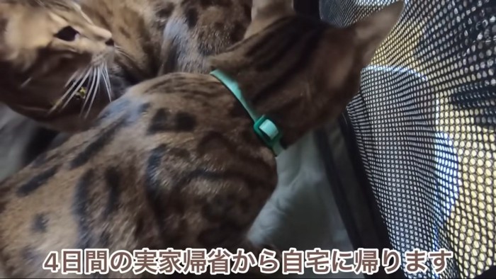 ソフトケージの中にいる猫たち