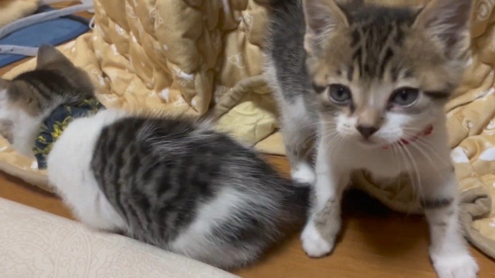 こちらを向くレッドちゃん