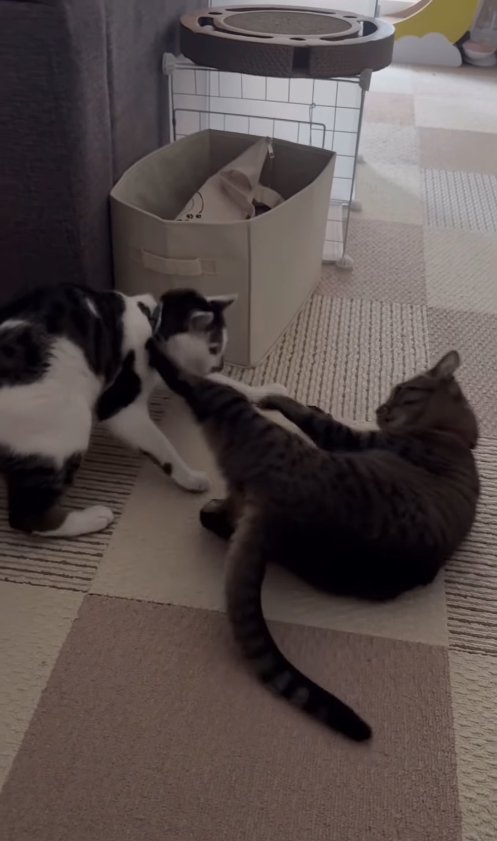 キジ白に寝転がったままキックしているキジトラ