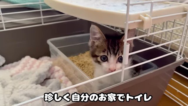 トイレの中の猫