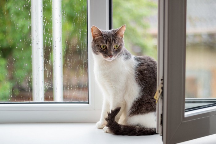 雨の窓辺にいる猫