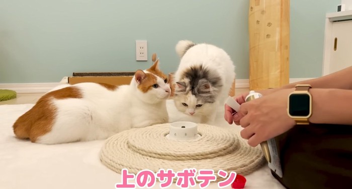 見守る猫