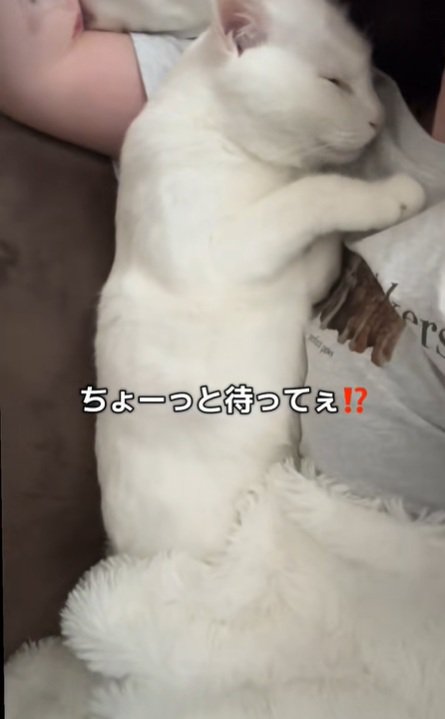 寝ている猫