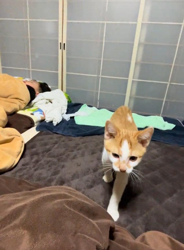 近寄ってくる猫