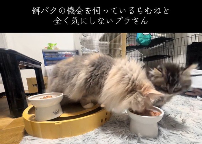 子猫のごはんを食べる猫
