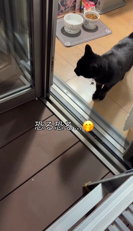 ベランダに出ようとする猫