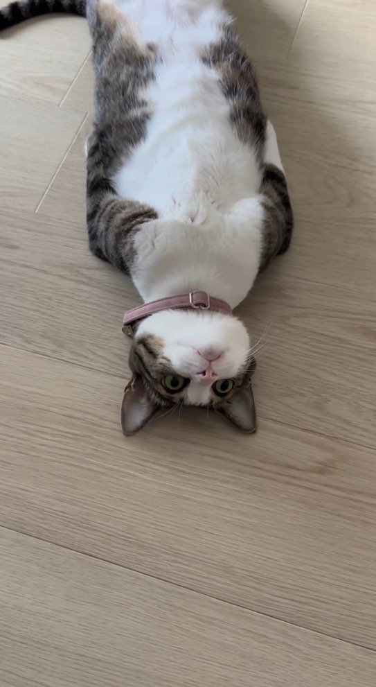 真っ直ぐな体勢のまま微動だにしない猫