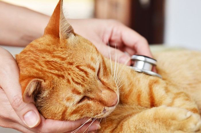 お茶を飲もうとする猫