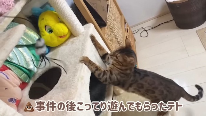 キャットタワーに前足をかけて立つ猫