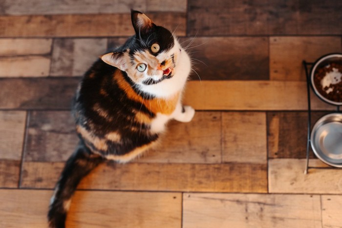 飼い主を見上げて鳴く三毛猫