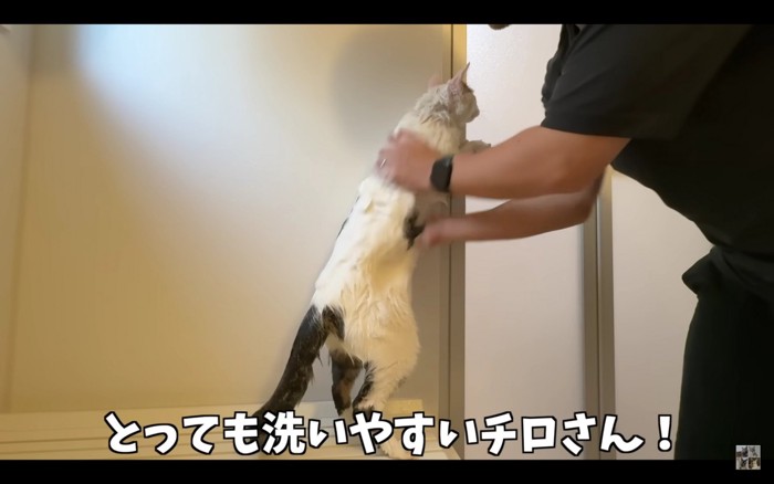 お風呂に入る猫