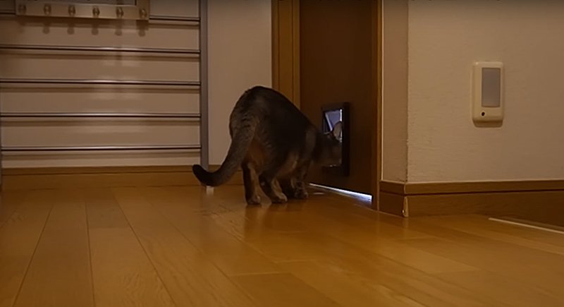 長女さんのお部屋に入る猫