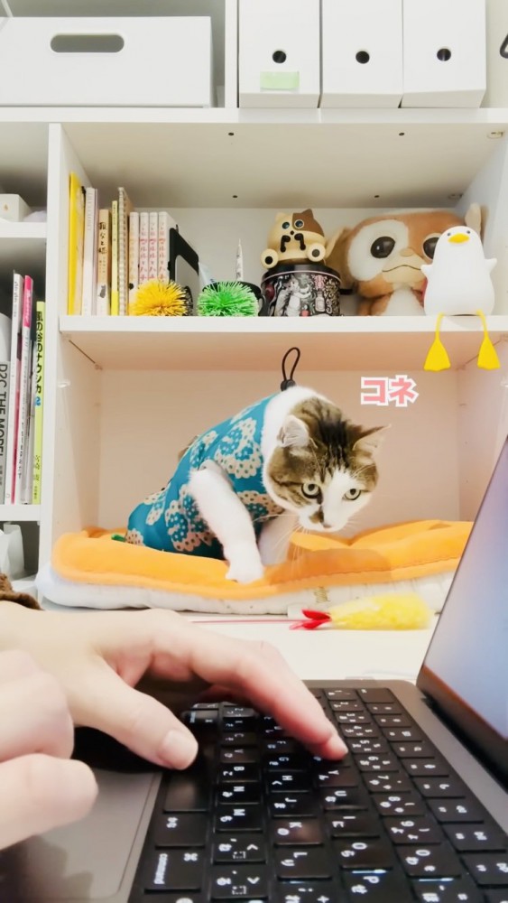 棚の中のベッドでフミフミするキジ白猫