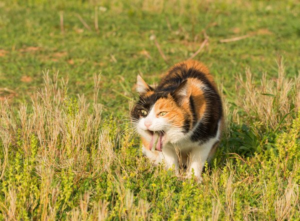 具合の悪い猫