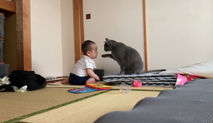 赤ちゃんを触る猫