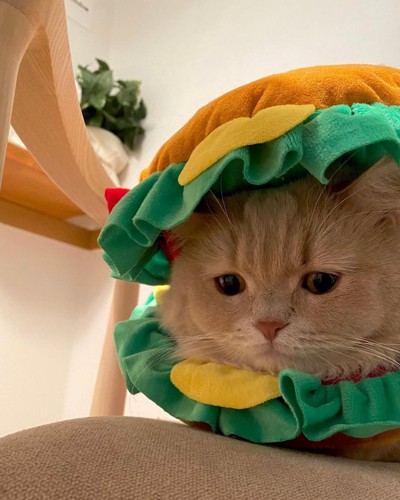 ハンバーガーの被り物の間から顔を出す猫