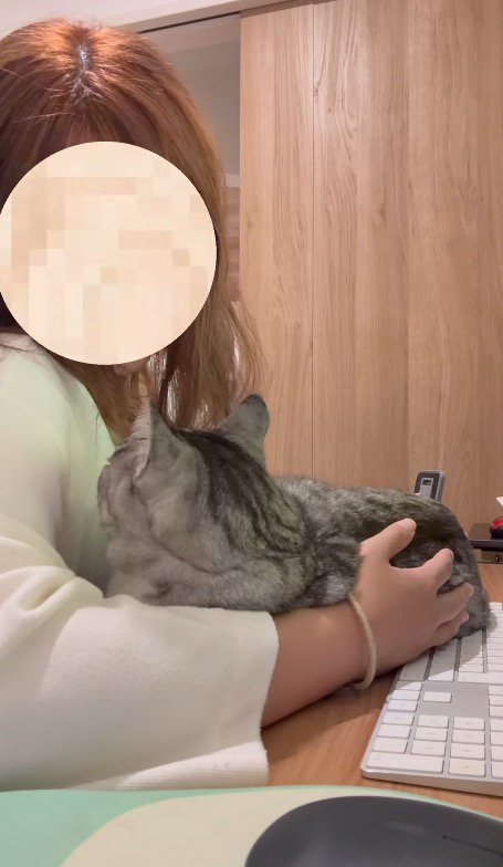 女性の顔を見上げる猫