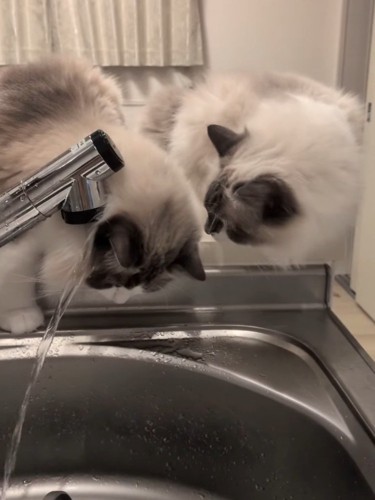 顔に水が当たる猫を見ている猫