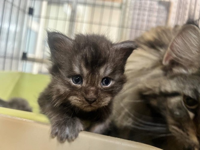 赤ちゃん猫の顔