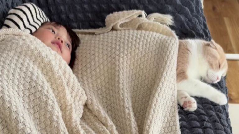猫と女の子