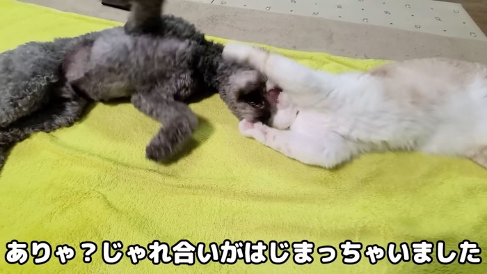 じゃれ合う犬と猫