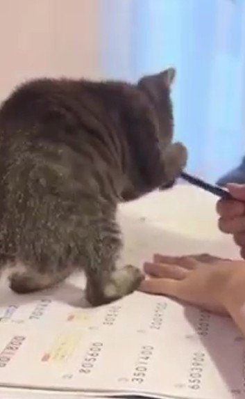鉛筆で遊ぶ猫