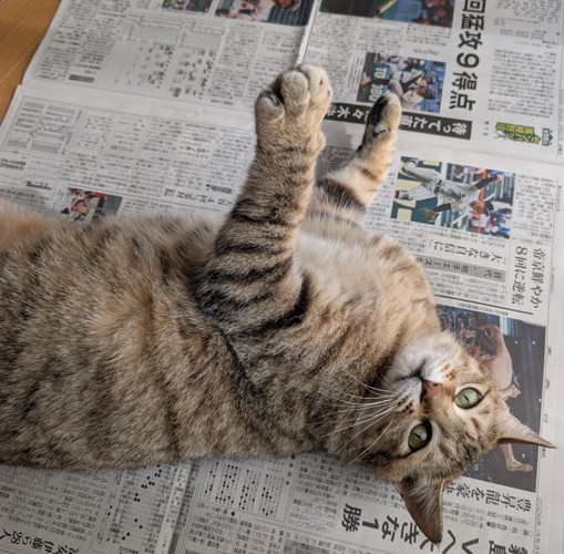 新聞紙の上で寝転がる猫