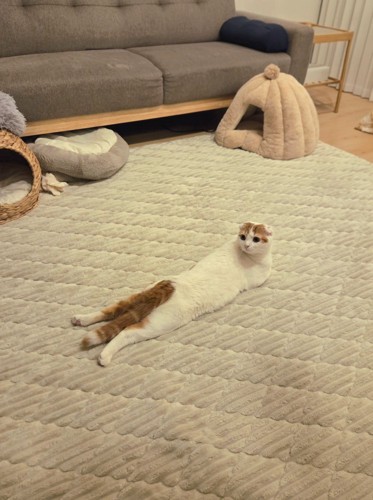 カーペットの上にうつ伏せになっている猫