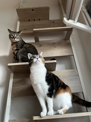 キャットタワーに座る2頭の猫