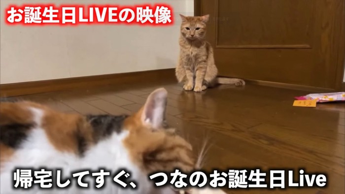 『つな』のお誕生日LIVE!