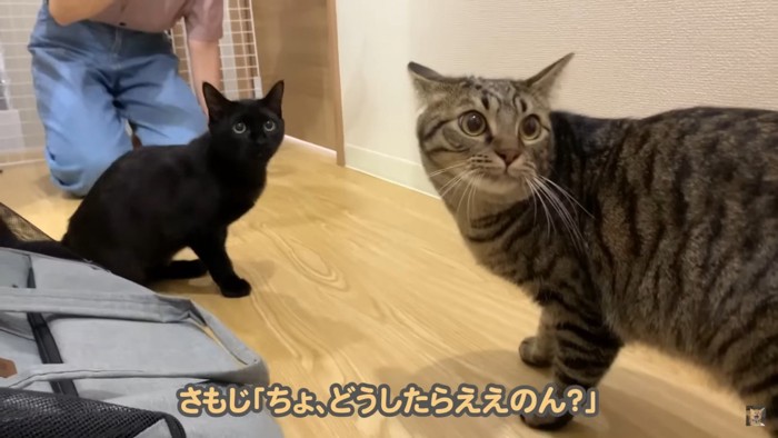 飼い主さんを見ちゃう二人