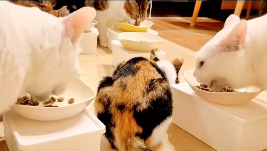 ご飯を食べる猫たち