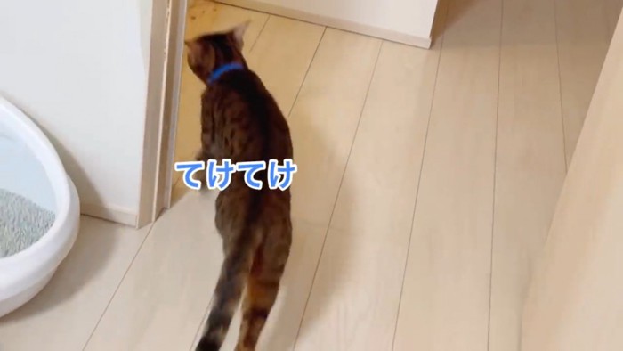 青い首輪をする猫の後姿