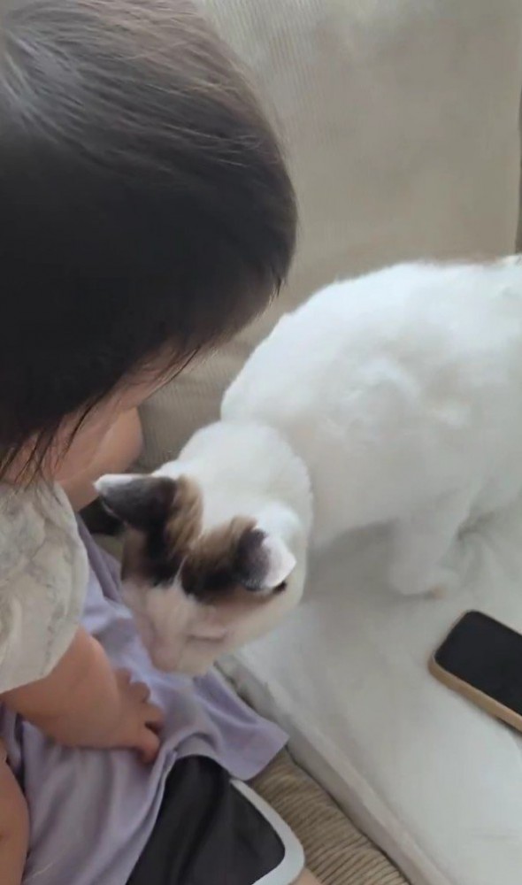 赤ちゃんと猫
