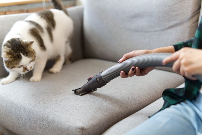 掃除機を警戒している猫