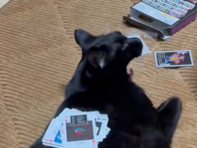 あくびする黒猫