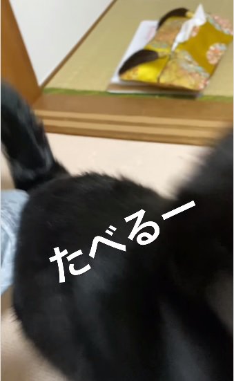 返事する猫