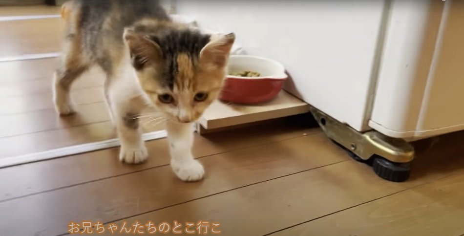 ご飯を食べ終わる子猫