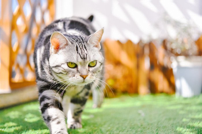 ベランダを歩く猫