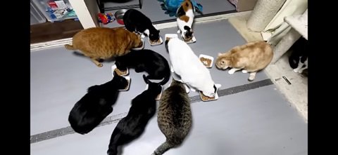 ごはんを食べる保護猫たち