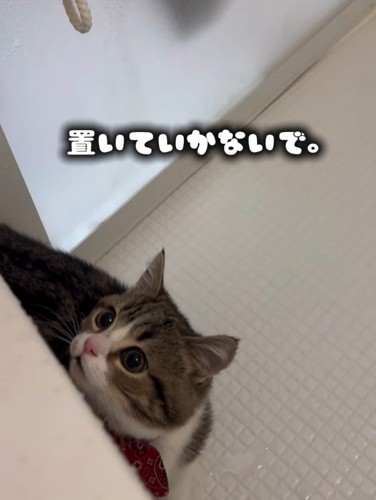 見上げる猫