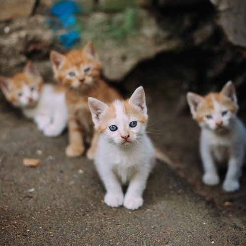 野良の子猫たち